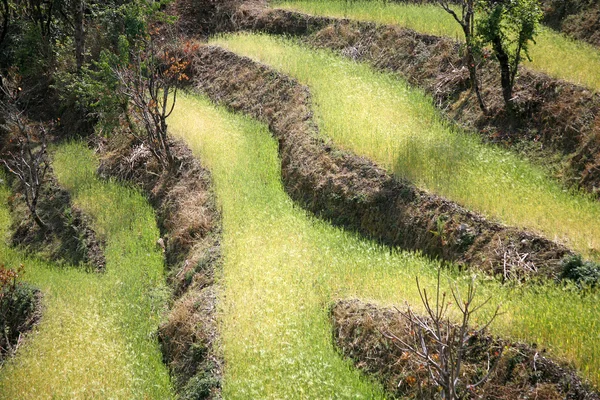Reisfelder in den Himalaya-Hügeln, Nepal — Stockfoto