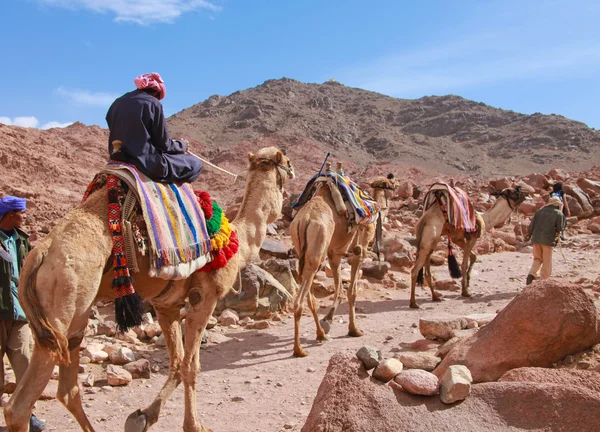 Camel guide — Stockfoto