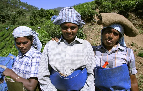 Mulheres em plantação de chá, Índia do Sul — Fotografia de Stock