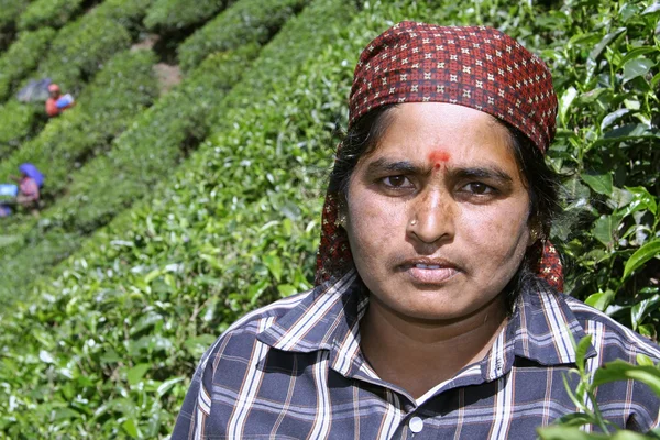 Žena na čajové plantáže, Jižní Indie — Stock fotografie