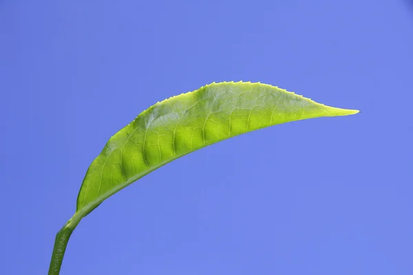 Tea leaf at plantation in munnar, kerala, india — Stock Photo, Image