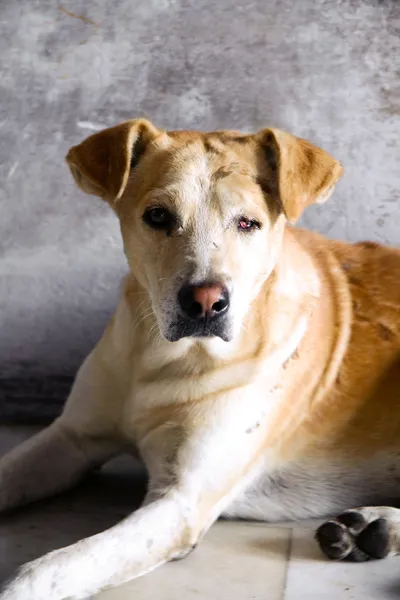 Заброшенная собака — стоковое фото