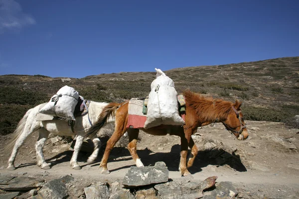 Ezels dragen van zware lasten, annapurna, nepal — Stockfoto