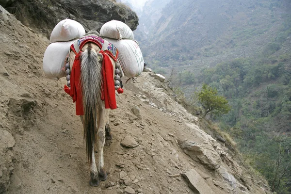Asino che trasporta carichi pesanti, annapurna, nepal — Foto Stock