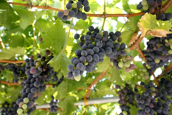 Znanych chorwackich winogron z dingac — Zdjęcie stockowe