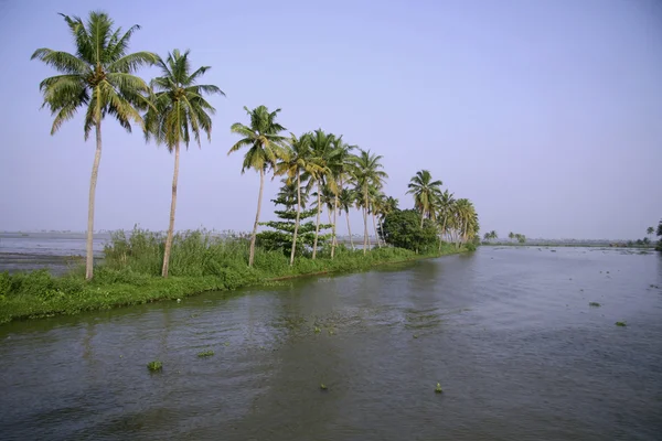 Palm trees on backwaters, kerala, india — Stock Photo, Image