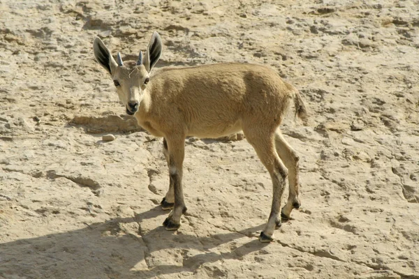 stock image Ibex in the dead sea area desert