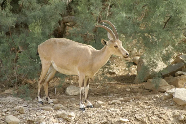 stock image Ibex in the dead sea area desert