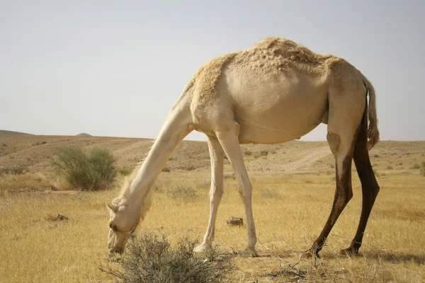 Верблюд в седе Boker пустыни, Израиль — стоковое фото