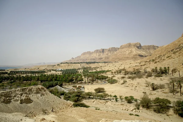 Растительность в пустынном ландшафте Мертвого моря — стоковое фото