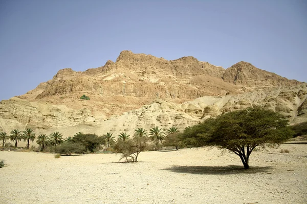 Palm trees in desert landscape dead sea region — Stock Photo, Image