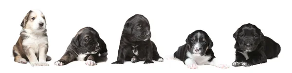 Puppy group — Stock Photo, Image