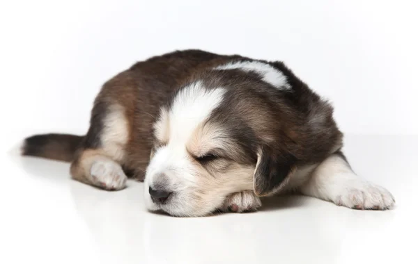 Piccolo cucciolo che riposa — Foto Stock
