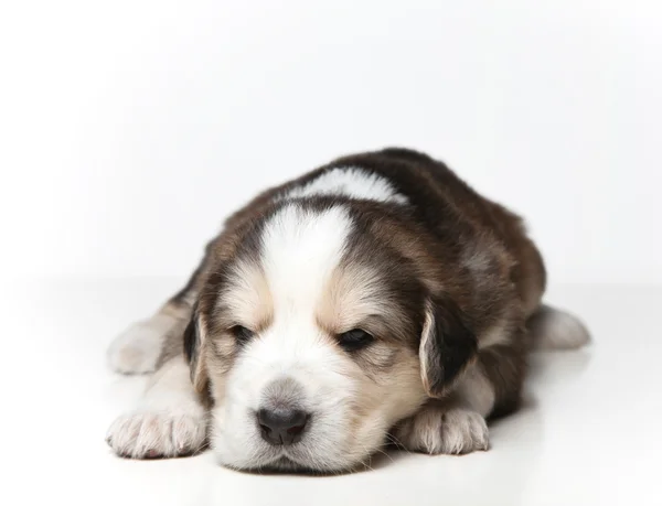 Little resting puppy — Stock Photo, Image