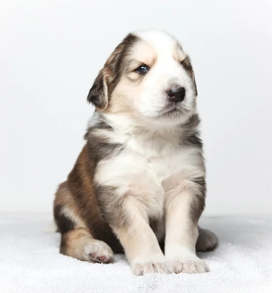 Obedient puppy — Stock Photo, Image