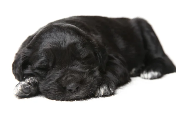 작은 블랙 강아지 — 스톡 사진