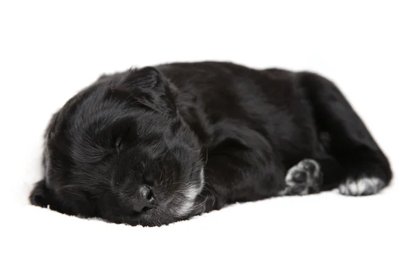 Little black puppy — Stock Photo, Image