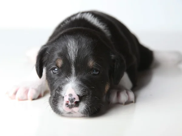 Cãozinho preto e branco — Fotografia de Stock