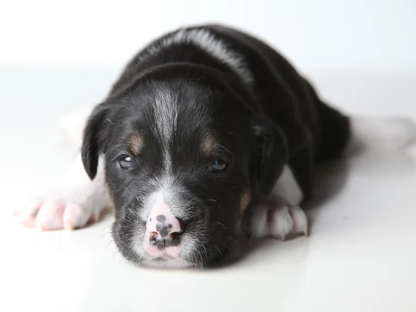 Cucciolo bianco e nero — Foto Stock