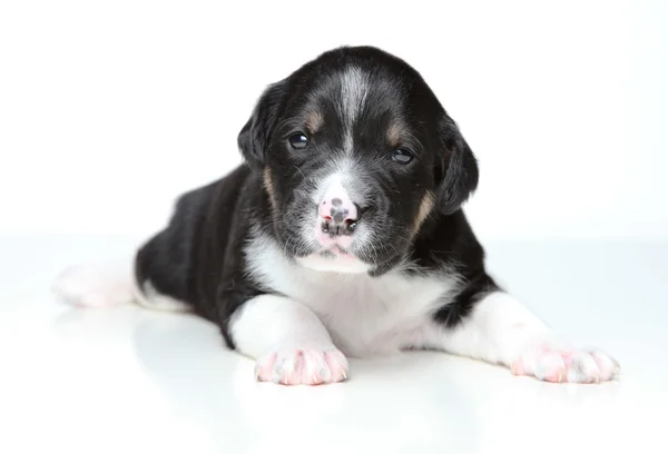 Cucciolo bianco e nero — Foto Stock