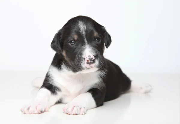Cãozinho preto e branco — Fotografia de Stock