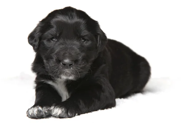 Little puppy — Stock Photo, Image