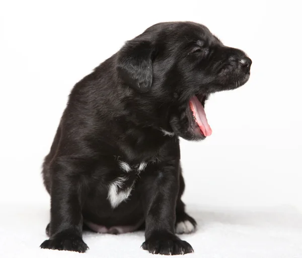 黒い子犬 — ストック写真