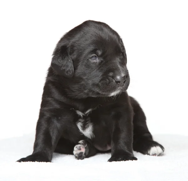 Siyah köpek yavrusu — Stok fotoğraf