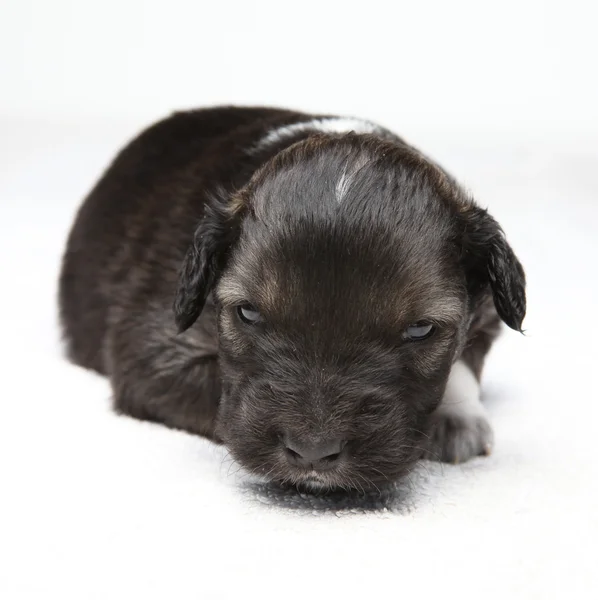 Küçük kahverengi köpek yavrusu — Stok fotoğraf