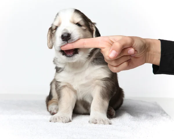 小さな子犬 — ストック写真