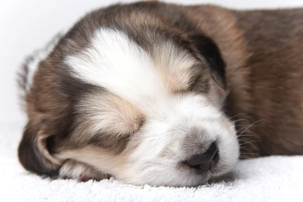 Little resting puppy — Stock Photo, Image