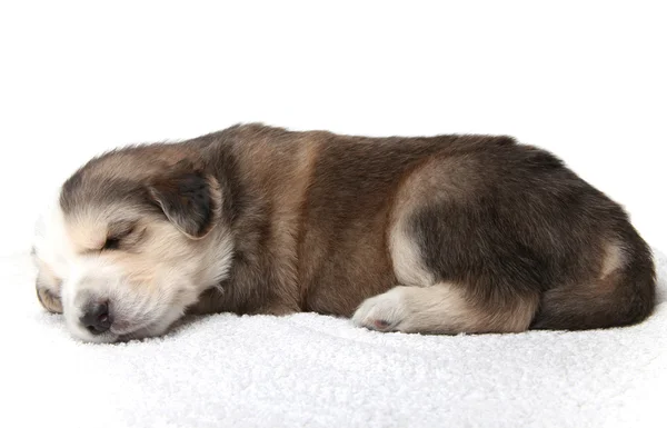 安静時子犬 — ストック写真