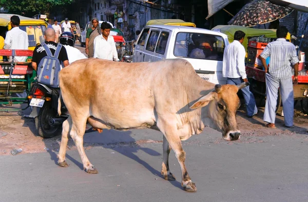 Vaca na Índia — Fotografia de Stock