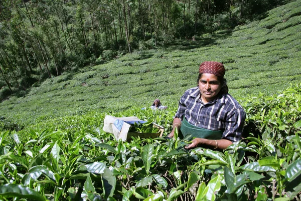 Ženy na čajové plantáže, Jižní Indie — Stock fotografie