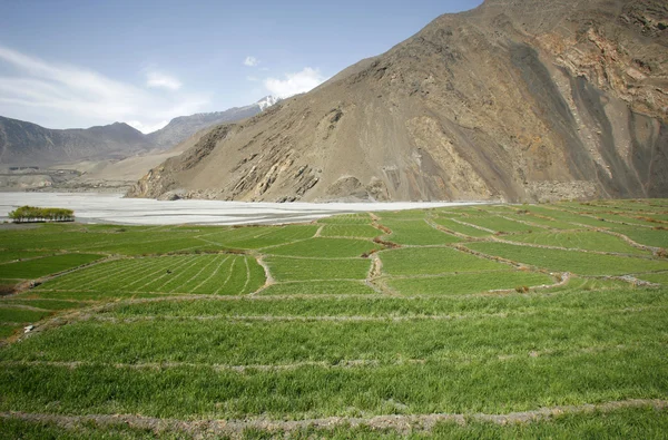 Panorama pohled zelených rýžových půlsnímků a hory v Himalájích, annapurn — Stock fotografie