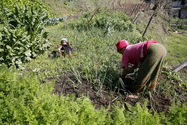:nepali dame et enfant dans le travail sur le terrain, annapurna, nepal — Photo