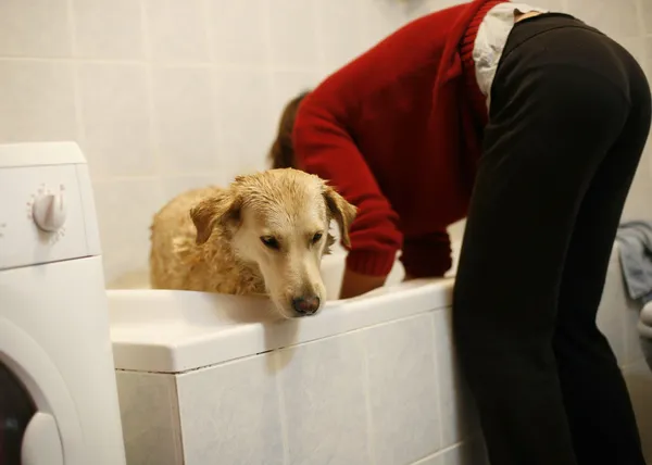Dog in bathroom — Stock Photo, Image