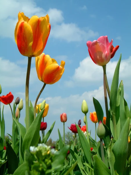 Tulipanes en el cielo — Foto de Stock