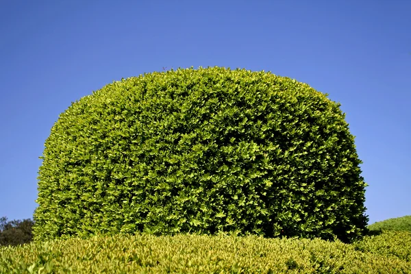 stock image Dome shaped box-tree, marqueyssac, france