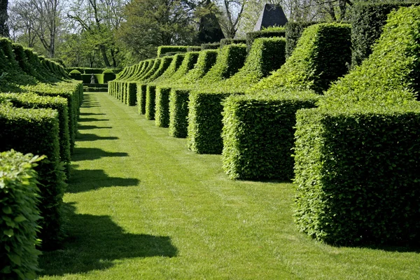 :arbusti sagomati in prospettiva nel giardino di eyrignac, Francia — Foto Stock