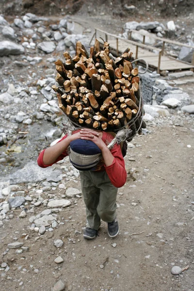 Carrying firewood — Stock Photo, Image