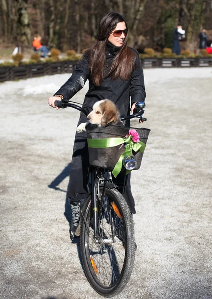 Жінка цуценя і велосипед — стокове фото