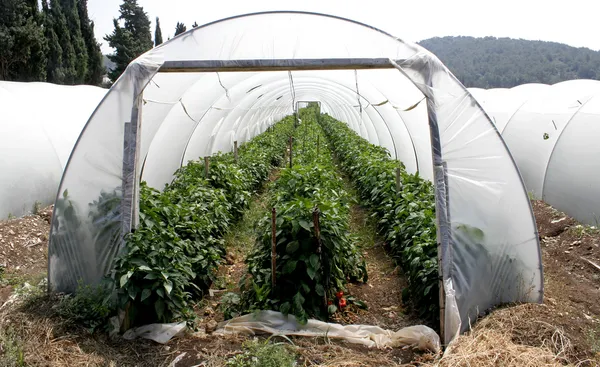 Tunnel shaped plastic greenhouse — Stock Photo, Image