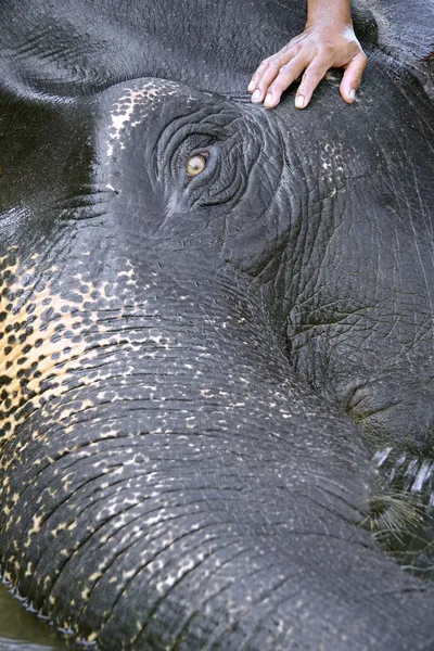 Slon, příprava na mytí, Jižní Indie — Stock fotografie
