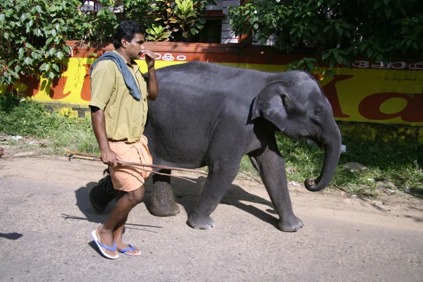 Baby elephant and man walking home from bath — Stock Photo, Image