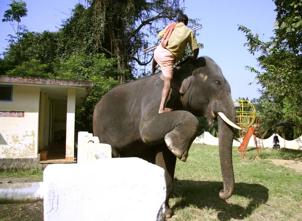Trainer climbing onto elephant, kerala, india — Stock Photo, Image