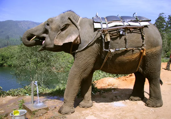 Слон питьевой воды на кране после езды — стоковое фото