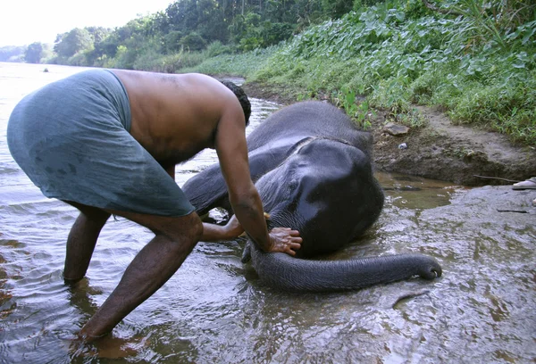 Young baby elephant being washed in river