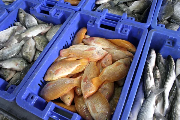 Коробки с различными специями рыб — стоковое фото