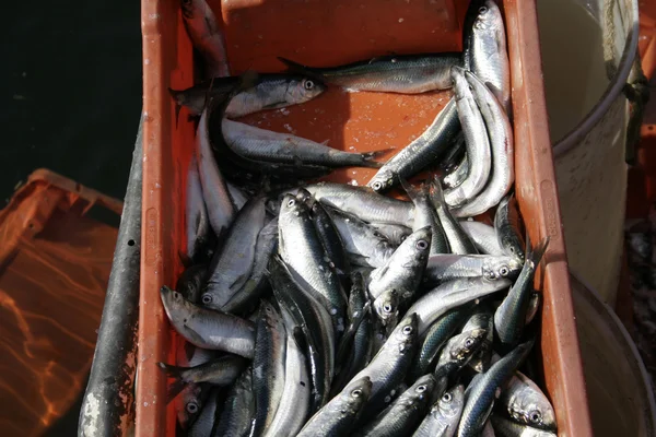 Taze balık kutusunu kapatın — Stok fotoğraf